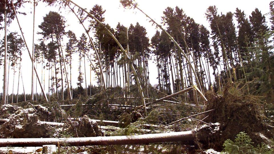 Waldsterben Orkan Lothar Umwelt Natur Wissen