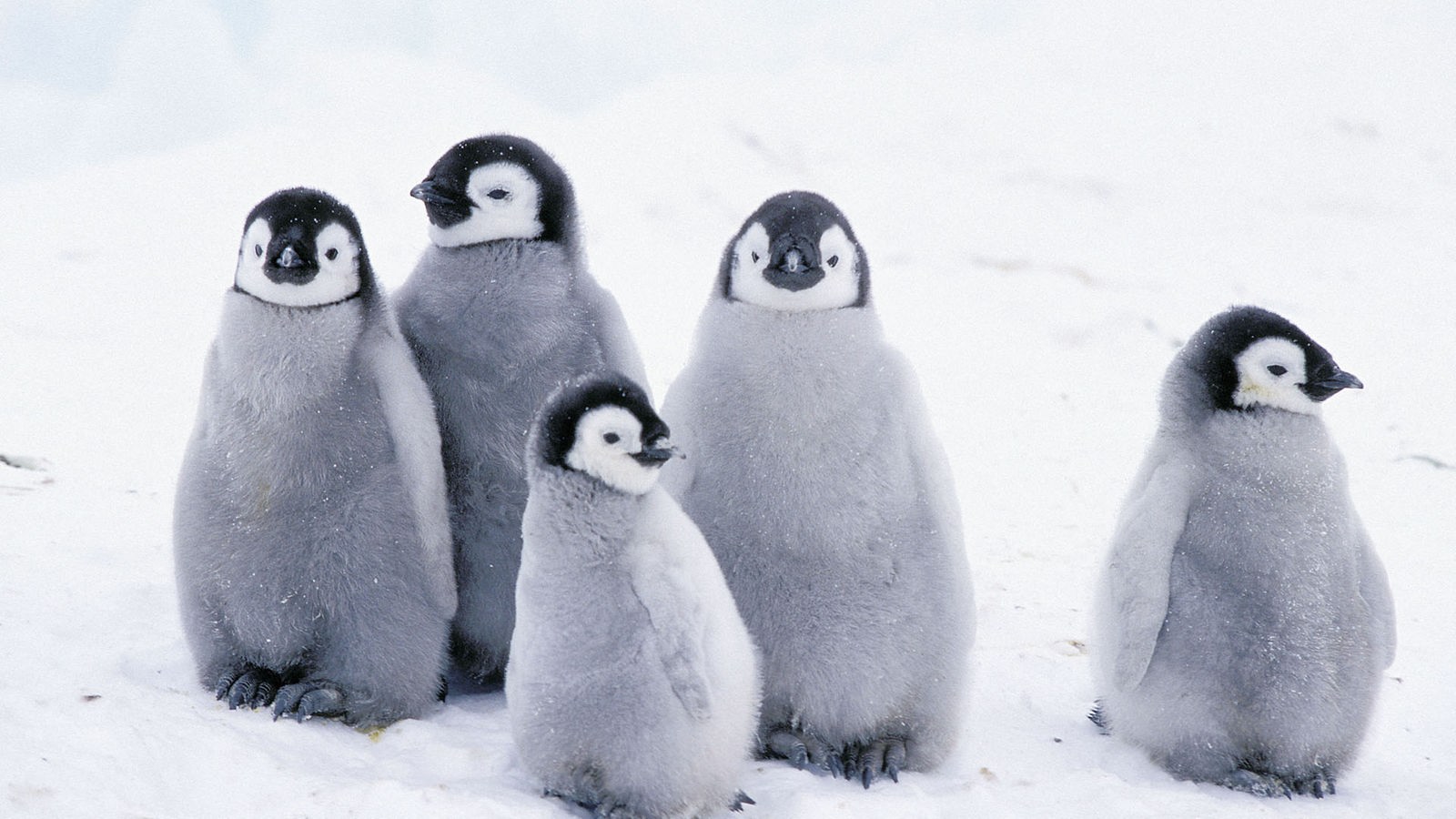Warum Pinguine bedrohter sind als gedacht