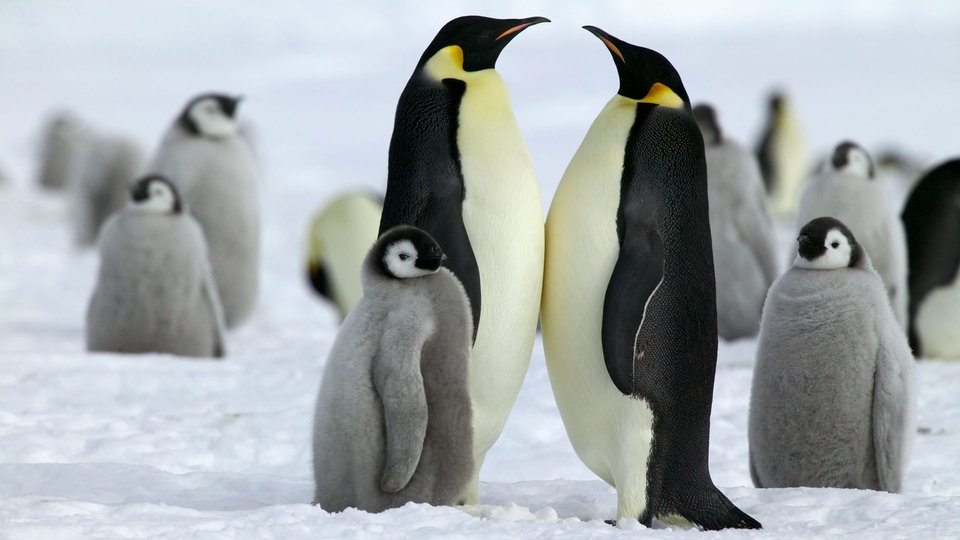 Pinguine: Kaiserpinguine - Voegel - Natur - Planet Wissen