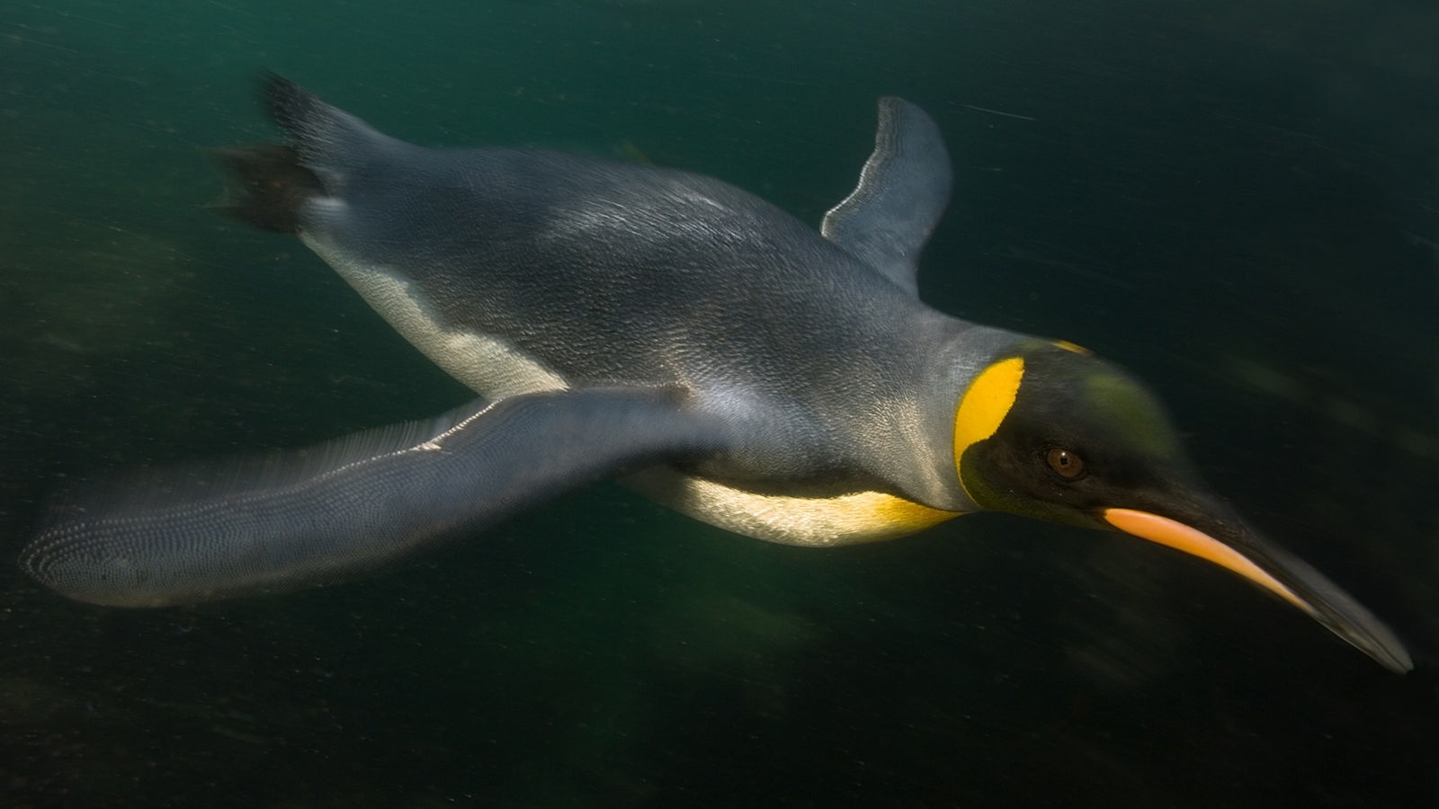 Pinguine: Meister der Anpassung - Voegel - Natur - Planet Wissen