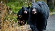 Wildtiere: Bären - Wildtiere - Natur - Planet Wissen