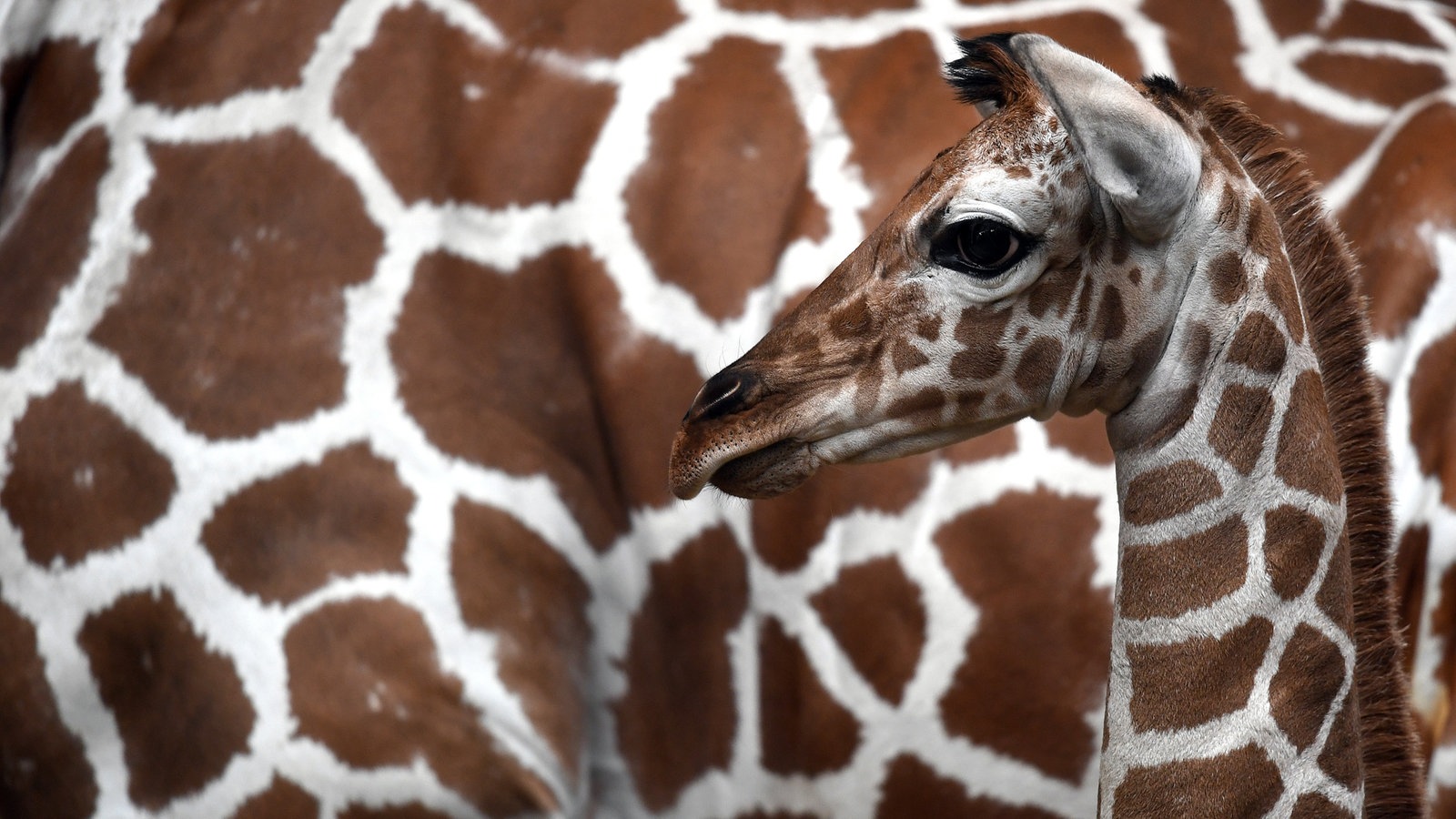 Zeichnungen von Babygiraffen