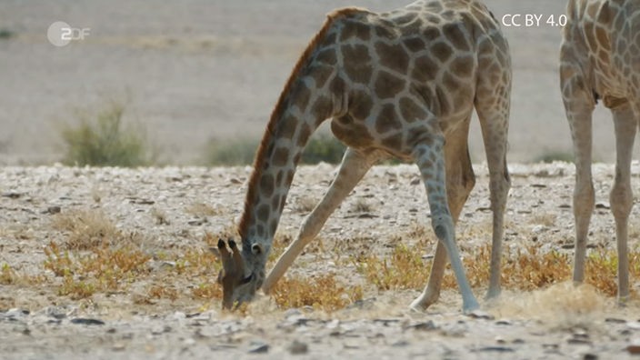 Screenshot aus dem Film "Aufbau und Funktion eines Giraffenhalses"