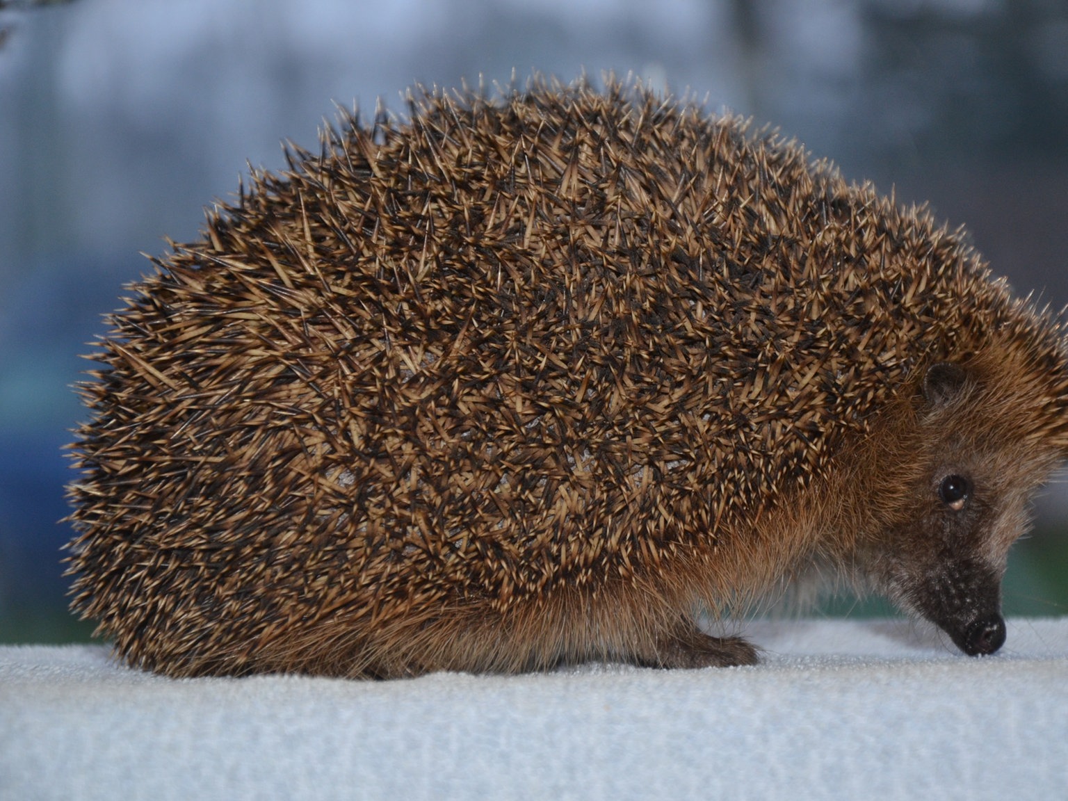 Wie Igel Aufwachsen Planet Wissen Planet Wissen