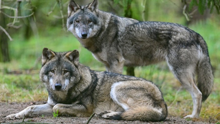 Ein liegender und ein stehender Wolf