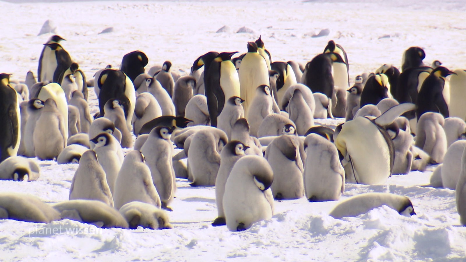 Kaiserpinguine in der Antarktis - Planet Wissen - Sendungen A-Z