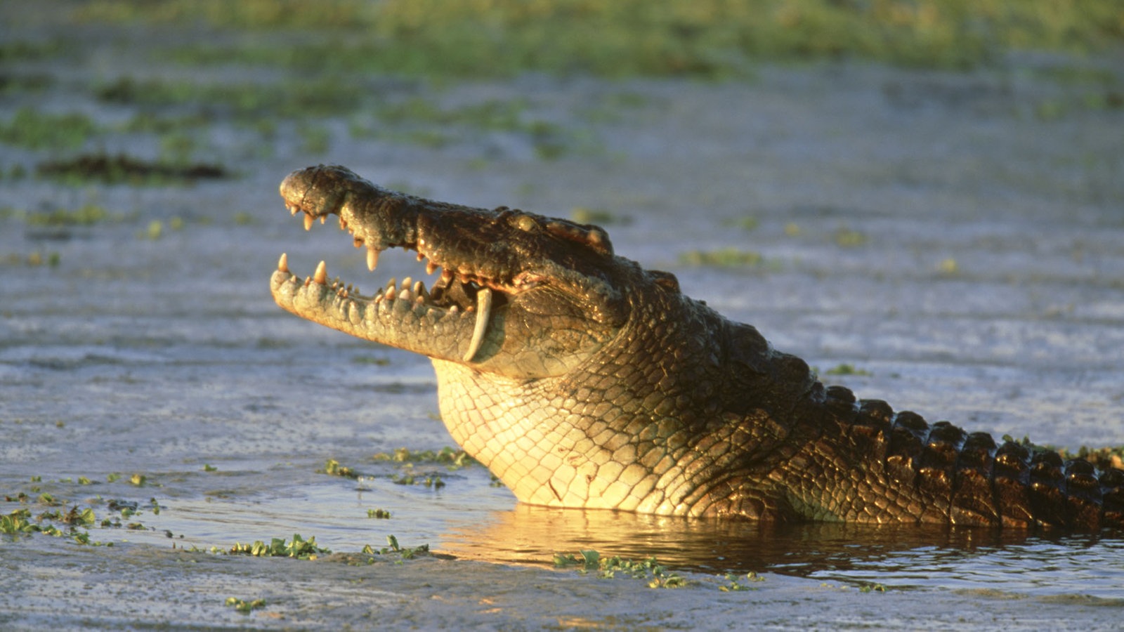 Der Kopf eines Krokodils schaut aus dem Wasser und beißt auf etwas herum