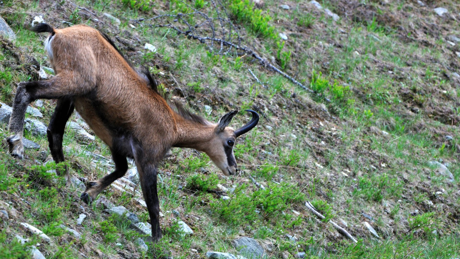 Eine Gämse läuft eine steile Bergwiese hinab